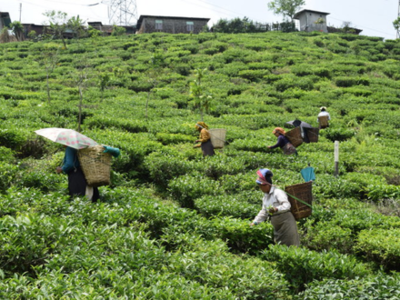 Darjeeling Tea Analysis: Second Flush