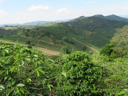 Origin Report: Sourcing Specialty Brazil Coffee Beans