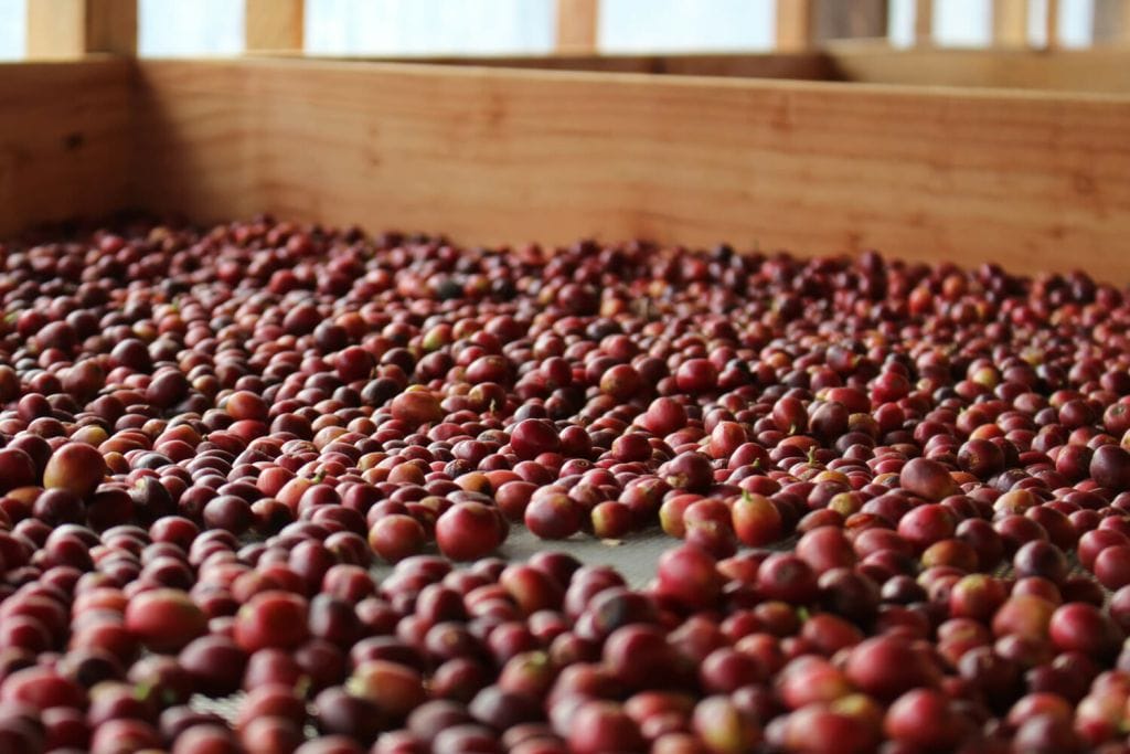 coffee cherries on a raised bed to dry and produce natural coffee