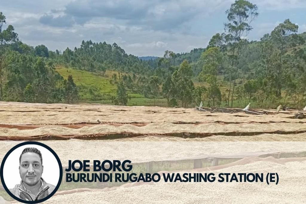 coffee drying on raised beds in Burundi