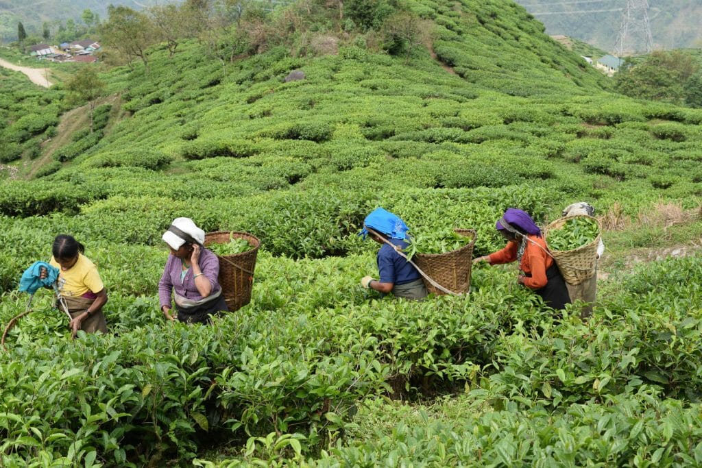 four female tea pickers working at a specialty tea farm