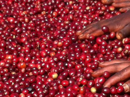 RNY Trader Picks: Ethiopian Coffee Beans!