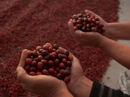 Explore the Source: Organic Honduran Coffee