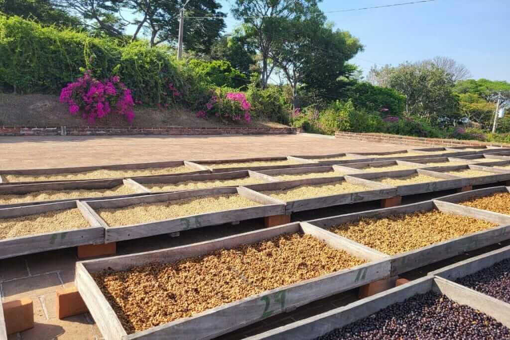 El Salvador Coffee Processing Experiment Success!