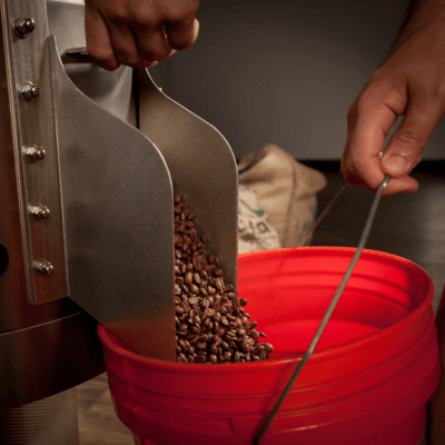 Fresh Coffee Beans being sorted