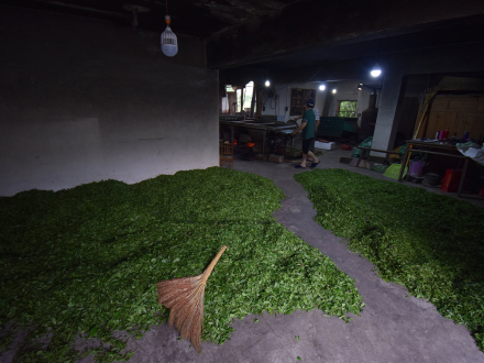 Tea Processing: Green Tea