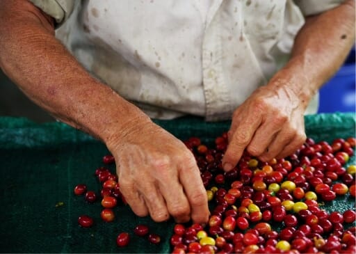Fresh Coffee Beans being sorted